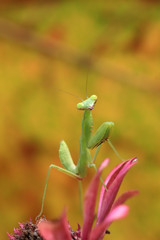 Mantis of Thailand