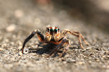 Jumping spiders,Thailand