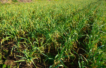 Sprouts garlic growing in the garden