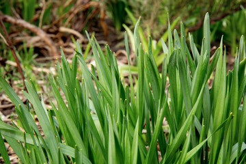 Fototapeta na wymiar Natural green background with grass