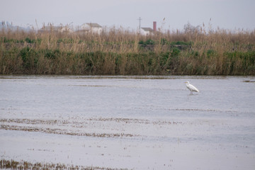 Heron in a rice field in Valencia