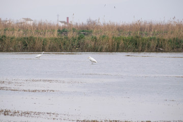 herons couple in rice fields in Spain
