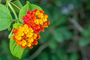 Lantana camara also called as Lantana, tick berry, Spanish flag.