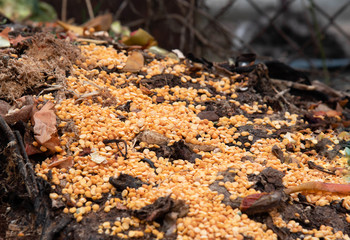 Organic food leftovers. Concept Organic waste, clean environment