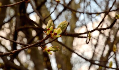 Aesculus hippocastanum. The buds of chestnuts are revealed. How buds bloom on a chestnut tree. Chestnut branch with young leaves.