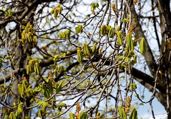 Aesculus hippocastanum. The buds of chestnuts are revealed. How buds bloom on a chestnut tree. Chestnut branch with young leaves.