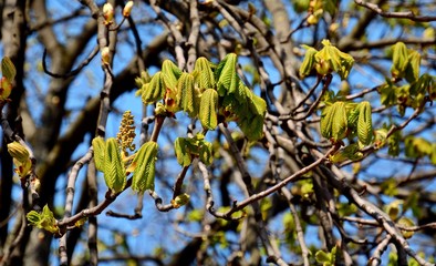 Aesculus hippocastanum. The buds of chestnuts are revealed. How buds bloom on a chestnut tree. Chestnut branch with young leaves.