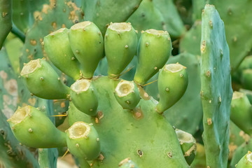 Opuntia humifusa, commonly known as the devil's-tongue, Eastern prickly pear or Indian fig