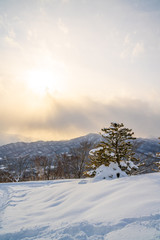 Tree in the evening sun on top of Mt Moiwa in Sapporo, Hokkaido in Japan. Snowy winter day.