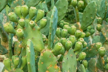 Opuntia humifusa, commonly known as the devil's-tongue, Eastern prickly pear or Indian fig