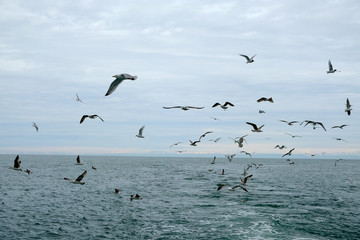 Different types of seagulls in the sky. Birds fly behind a fishing boat. Animals catch small fish. Black Sea. Spring, day, overcast.
