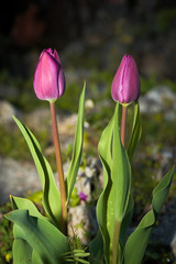 Fototapeta premium Tulipani del giardino - Primavera 2020 in Piemonte - Italia