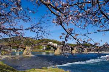 木造アーチ構造の錦帯橋と桜