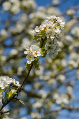 Spring nature sunny day outdoor