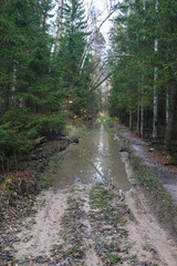 Naklejka premium Autumn forest, impassable road after autumn rains, broken by heavy machinery. The road on which all-terrain vehicles carry trees cut down in the forest.