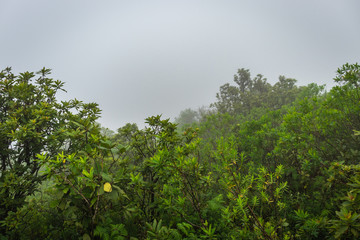 mountain coverd with cloud layers and green forests