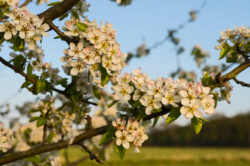 Spring nature sunny day outdoor