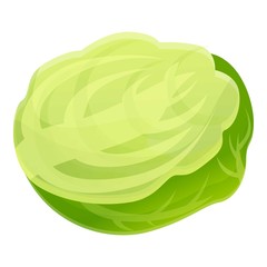 Agriculture cabbage icon. Cartoon of agriculture cabbage vector icon for web design isolated on white background