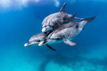 Spielende Delfin Familie