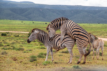 Fototapeta na wymiar Zebras paaren sich im Addo Elephant National Park