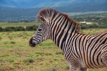 Fototapeta na wymiar Neugeborenes Zebra im Addo Elephant Nationalpark