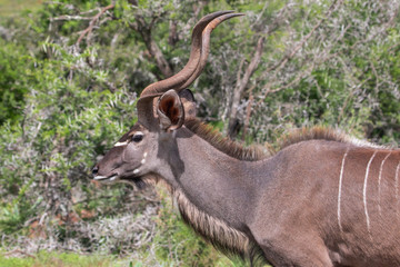 Antilope in Südafrika