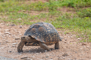 Leopardschildkröte in Südafrika