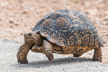 Schildkröte im Addo Elephant Nationalpark