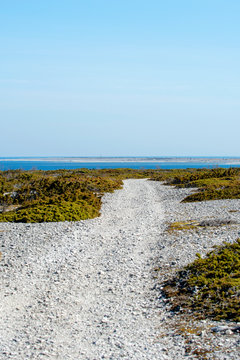 Low growing Juniper bush along dirt road at Langhammar on the the island of F&aring;r&ouml; in the Baltic Sea, Sweden