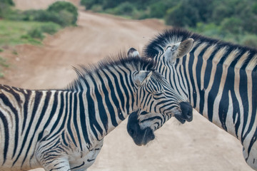Fototapeta na wymiar Zebras kuscheln auf der Straße