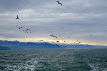 Different types of seagulls in the sky. Birds fly behind a fishing boat. Animals catch small fish. Black Sea. Spring, day, overcast.
