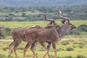 Kudus im der südafrikanischen Savanne