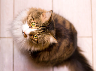 Adult, brown, domestic cat. Sitting on the kitchen floor and asking for food. Flat lay. Flatlay. Flatly. Layout. Top view.
