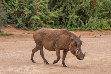 Warzenschwein im Addo Elephant National Park in Südafrika