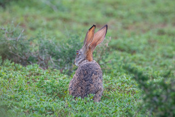 Hase im Addo Elephant Nationalpark in Südafrika