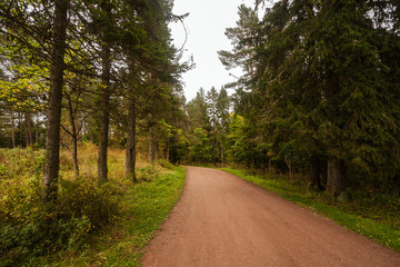 Beautiful road in the autumn coniferous forest. 