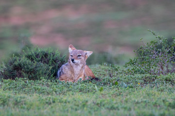Schakal im Addo Elephant National Park in Südafrika