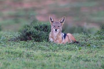 Schakal im Addo Elephant National Park in Südafrika