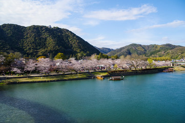 Fototapeta na wymiar 錦帯橋から見る桜並木
