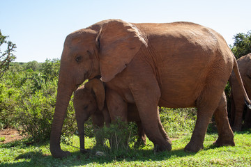 Elefant mit Nachwuchs im Addo Nationalpark