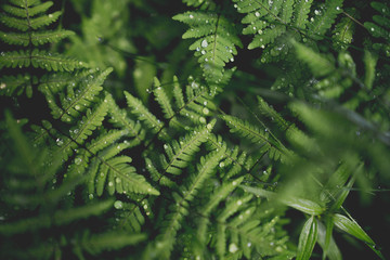 Fern Leaves