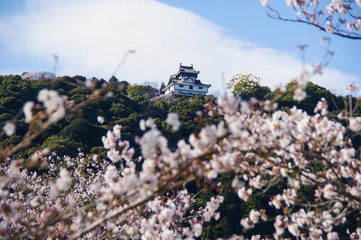 桜と山頂にそびえる岩国城