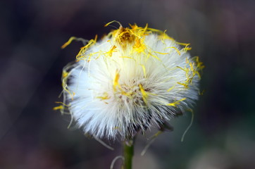 Weiße Samen mit Resten von gelben Blütenblättern