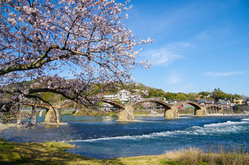 木造アーチ構造の錦帯橋と桜