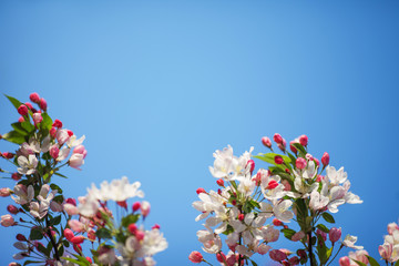 Beautiful flowering fruit trees. Blooming plant branches in spring warm bright sunny day. White and pink apple flower blooming with blue sky. Natural background. Copy space