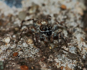 Macro Photography of Jumping Spider on Green Leaf