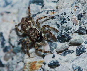 Macro Photography of Jumping Spider on Green Leaf