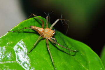 Macro Photography of Jumping Spider on Green Leaf