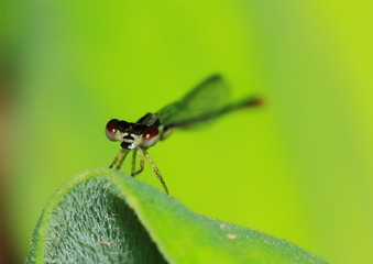 Macro picture of dragonfly in the nature