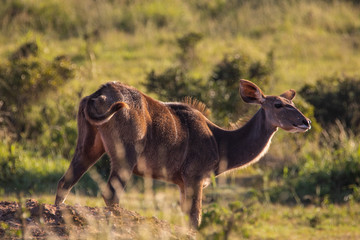 Fototapeta premium Antilope im Addo Elephant National Park